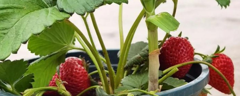 自己在家怎样种草莓，种植的时候选择在秋季