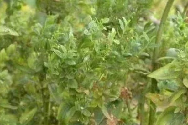 枣疯病的症状，表现为花瓣、薯片和雄蕊肥大等