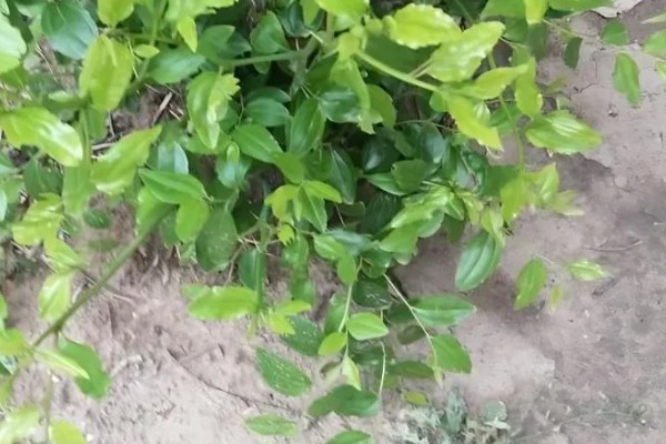 枣疯病的症状，表现为花瓣、薯片和雄蕊肥大等