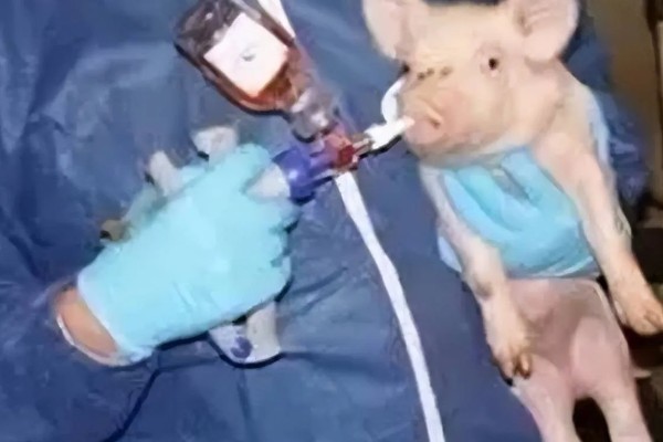 刚出生的小猪口服庆大霉素的作用，可以有效预防猪仔黄白痢