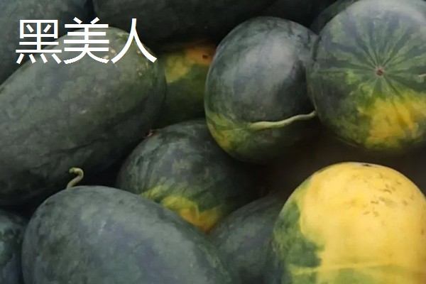 黑美人和麒麟西瓜的区别，甜度和口感均不同
