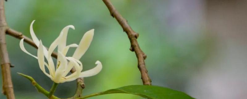 白兰的寓意，寓意纯洁、高贵等