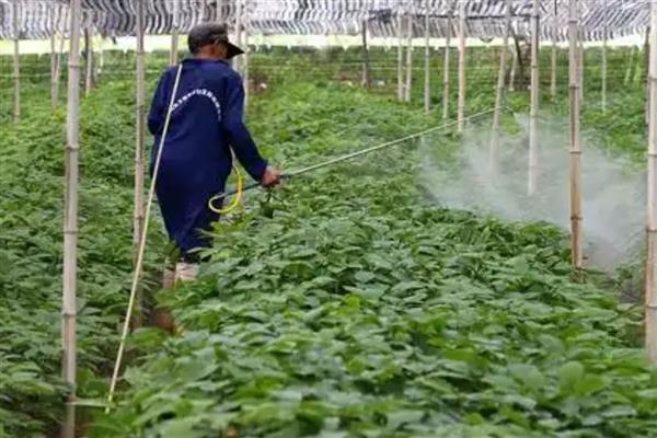 波尔多液可以和哪些农药混用，可以和菊酯类、速灭杀丁等混用