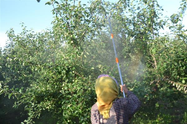 波尔多液可以和哪些农药混用，可以和菊酯类、速灭杀丁等混用