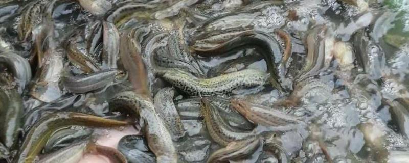 泥鳅不喂食能活多长时间，有的可以存活1个月以上