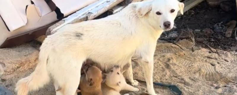 怎么喂养幼犬，尽可能让它们喝足母乳