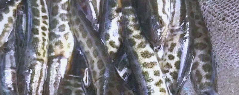 黑鱼的原产地，主要在热带的非洲及亚洲等淡水水域