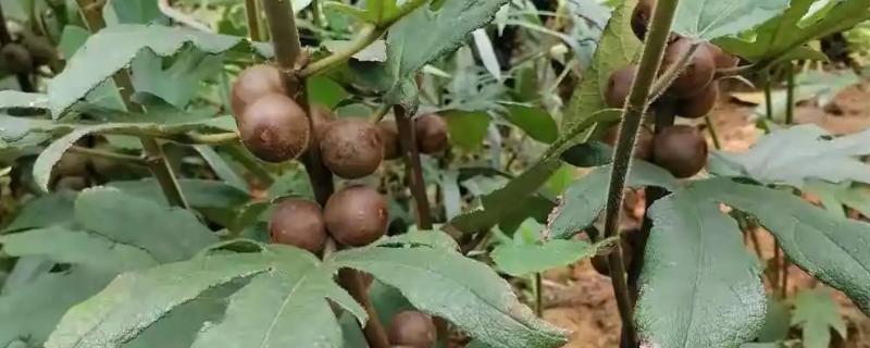 五指毛桃的种植前景，种植前景是很不错的