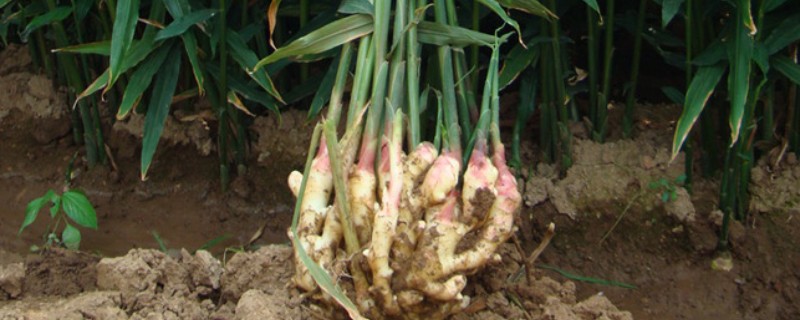 生姜夏季如何管理，要遵循薄肥勤施的原则