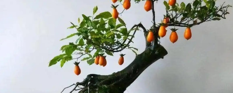 怎么栽金蛋子盆栽野生桩，不要用黏性较大的泥土种植