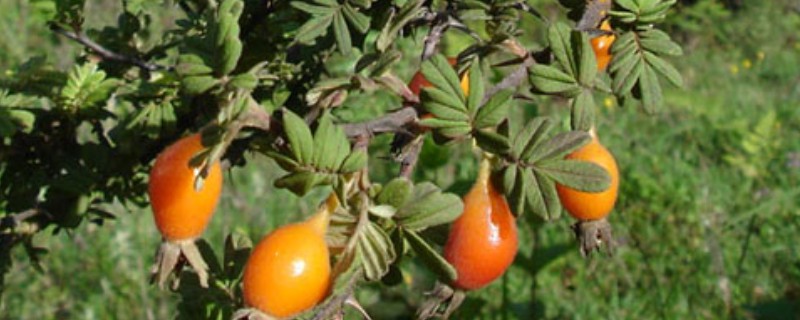 金樱子的养殖方法，喜欢在阳光好的地方养殖