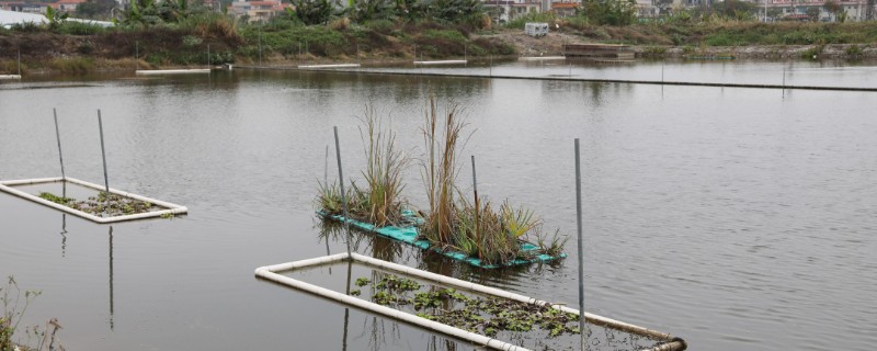 双氧水如何在水产养殖中使用，急救处理时全池泼洒3%过氧化氢溶液