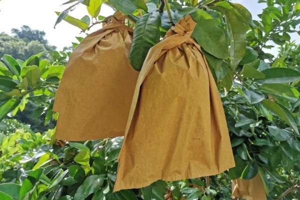 水果套袋技术，遵循先上后下、先内后外的顺序