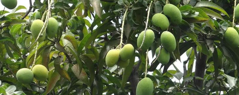 芒果霜霉病的发病条件，花朵挤在一起容易形成霜霉病