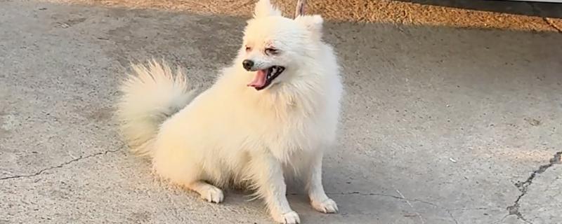 狗狗患有皮肤病能吃什么，尽量准备易消化的食物