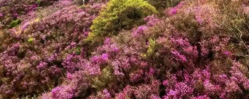 大连大黑山杜鹃花的开花时间，在4月下旬-5月中旬之间