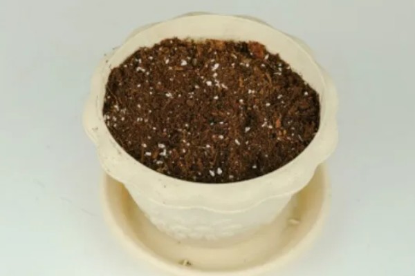 自己在家怎样种草莓,种植的时候选择在秋季