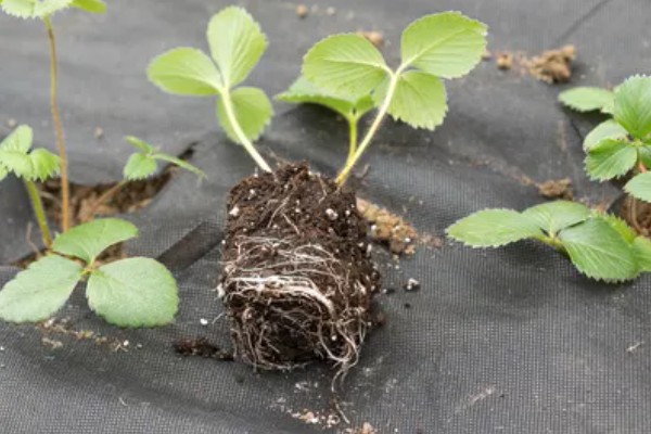 自己在家怎样种草莓,种植的时候选择在秋季