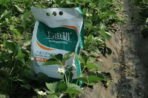 自己在家怎样种草莓,种植的时候选择在秋季