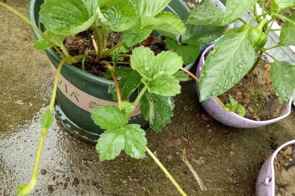 自己在家怎样种草莓,种植的时候选择在秋季
