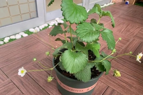 自己在家怎样种草莓,种植的时候选择在秋季