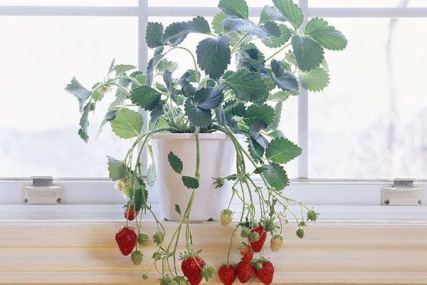自己在家怎样种草莓,种植的时候选择在秋季