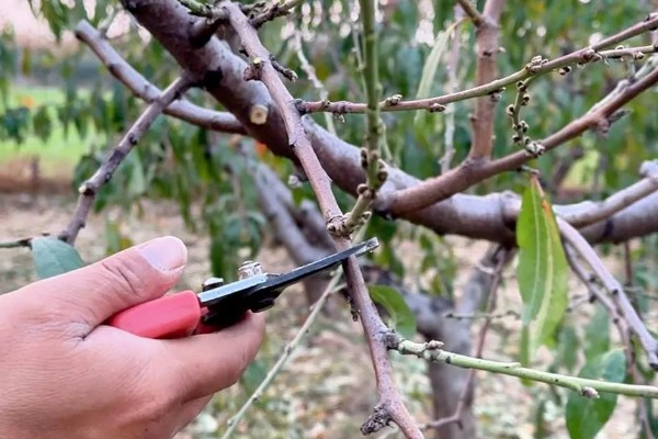 水果套袋技术，遵循先上后下、先内后外的顺序