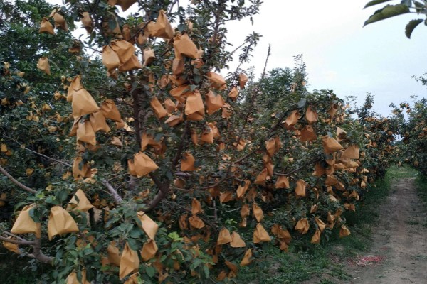 水果套袋技术，遵循先上后下、先内后外的顺序