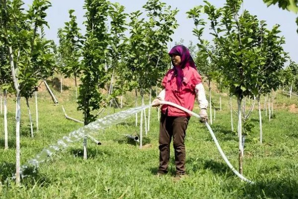 水果套袋技术，遵循先上后下、先内后外的顺序