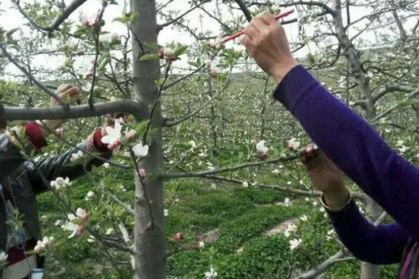 水果套袋技术，遵循先上后下、先内后外的顺序