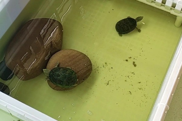 乌龟几天换一次水，一般三天换一次水