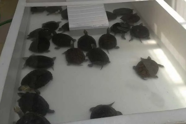 乌龟几天换一次水，一般三天换一次水