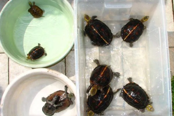 乌龟几天换一次水，一般三天换一次水