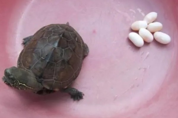 乌龟几天换一次水，一般三天换一次水