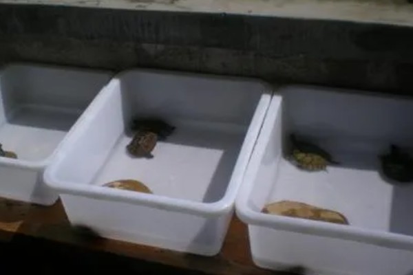 乌龟几天换一次水，一般三天换一次水