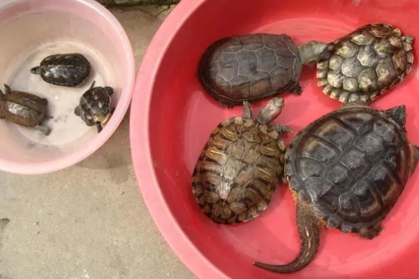 乌龟几天换一次水，一般三天换一次水