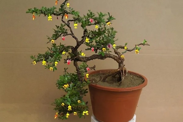 金雀盆景的养殖方法,等待土壤表面发白后再浇水