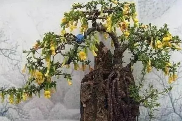 金雀盆景的养殖方法,等待土壤表面发白后再浇水