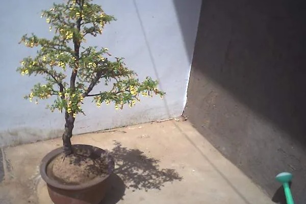 金雀盆景的养殖方法,等待土壤表面发白后再浇水