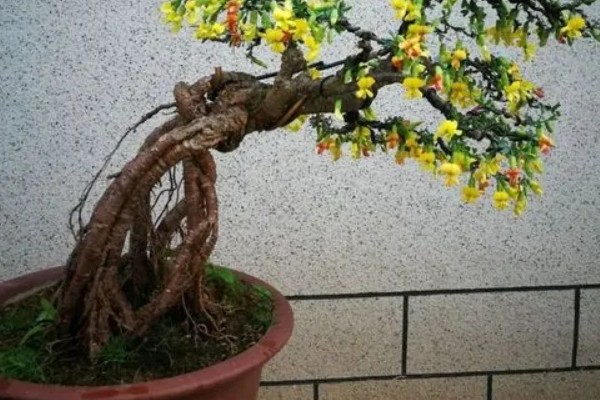 金雀盆景的养殖方法,等待土壤表面发白后再浇水