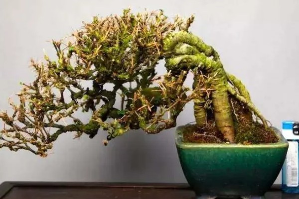 金雀盆景的养殖方法,等待土壤表面发白后再浇水