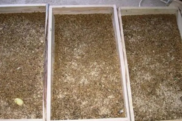 黄粉虫冬季的养殖方法，要保持养殖室的温度