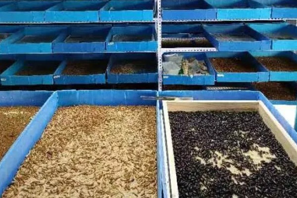 黄粉虫冬季的养殖方法，要保持养殖室的温度