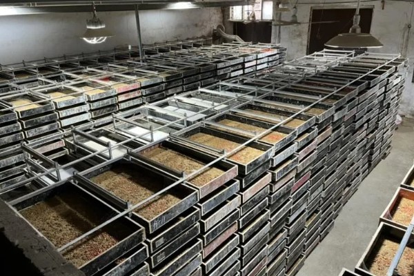 黄粉虫冬季的养殖方法，要保持养殖室的温度