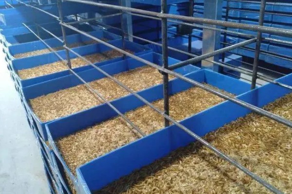 黄粉虫冬季的养殖方法，要保持养殖室的温度