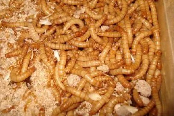 黄粉虫冬季的养殖方法，要保持养殖室的温度