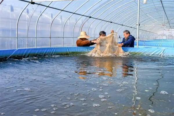 双氧水如何在水产养殖中使用,急救处理时全池泼洒3%过氧化氢溶液