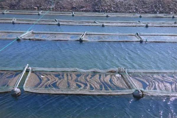 双氧水如何在水产养殖中使用,急救处理时全池泼洒3%过氧化氢溶液