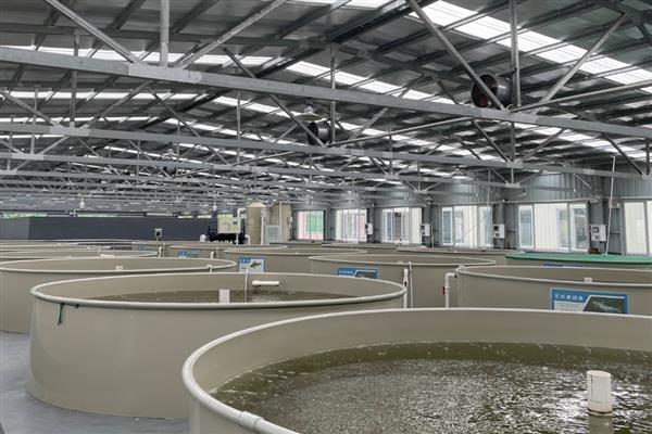 双氧水如何在水产养殖中使用,急救处理时全池泼洒3%过氧化氢溶液