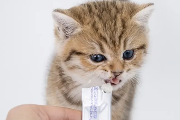 猫咪食欲不振的原因及处理方法，可能是消化不良所致